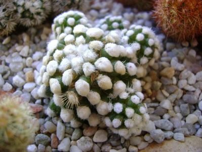 Mammillaria vetula ssp. gracilis cv. Oruga