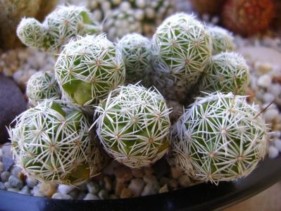 Mammillaria vetula ssp. gracilis