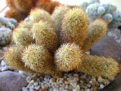 Mammillaria elongata