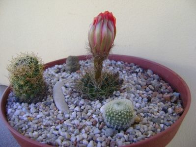 Grup de 4 cactusi; Lobivia arachnacantha v. densiseta 
Parodia haselbergii  
Aylostera heliosa
Coryphantha delaetiana
