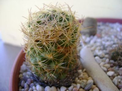 Coryphantha delaetiana