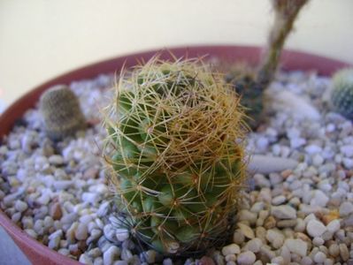 Coryphantha delaetiana