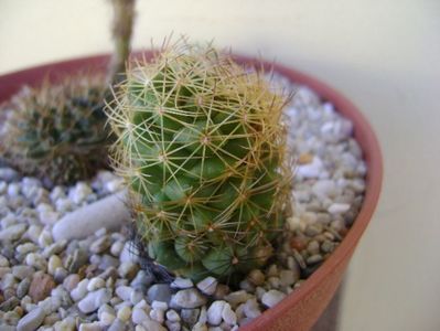 Coryphantha delaetiana