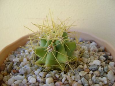 Ferocactus glaucescens; replantat
