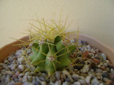 Ferocactus glaucescens; replantat
