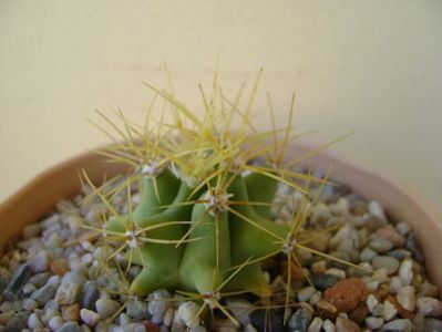 Ferocactus glaucescens; replantat
