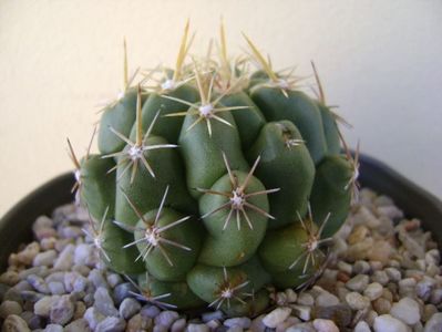 Thelocactus leucacanthus; replantat
