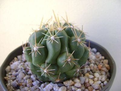 Thelocactus leucacanthus; replantat
