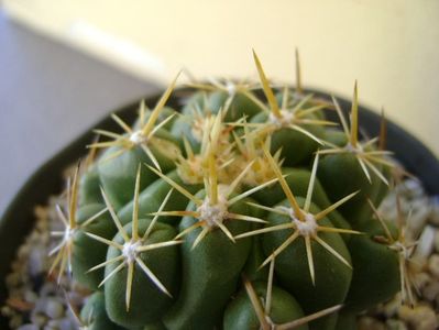 Thelocactus leucacanthus; replantat
