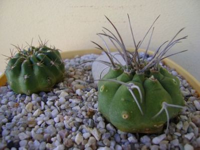 Grup de 2 Matucana; Matucana polzii
Matucana madisoniorum
