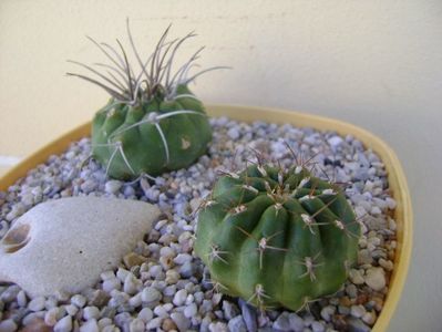 Grup de 2 Matucana; Matucana polzii
Matucana madisoniorum
