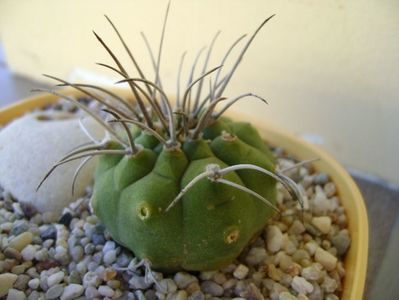 Matucana madisoniorum