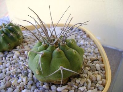 Matucana madisoniorum