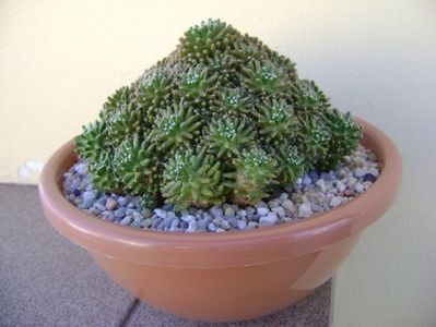 Mammillaria crinita ssp. painteri f. monstruosa; replantata
