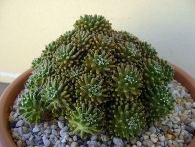 Mammillaria crinita ssp. painteri f. monstruosa; replantata
