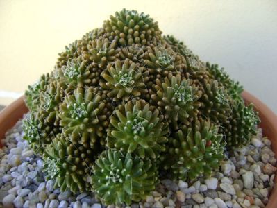 Mammillaria crinita ssp. painteri f. monstruosa; replantata
