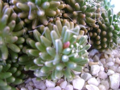 Mammillaria crinita ssp. painteri f. monstruosa; replantata
