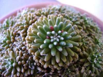 Mammillaria crinita ssp. painteri f. monstruosa; replantata
