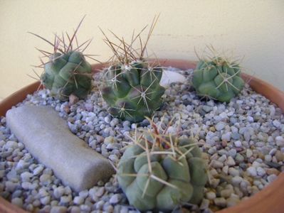 Grup de 4 Thelocactus; Thelocactus hexaedrophorus (3 ex. diferite)
Thelocactus rinconensis
