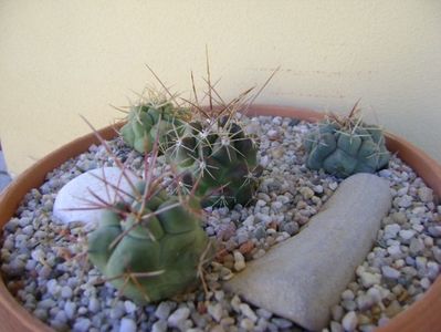 Grup de 4 Thelocactus; Thelocactus hexaedrophorus (3 ex. diferite)
Thelocactus rinconensis
