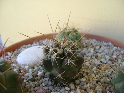 Thelocactus rinconensis