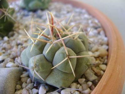 Thelocactus hexaedrophorus 1