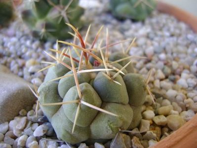 Thelocactus hexaedrophorus 1