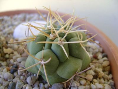 Thelocactus hexaedrophorus 2