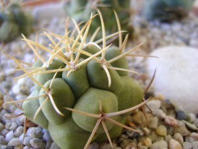 Thelocactus hexaedrophorus 2