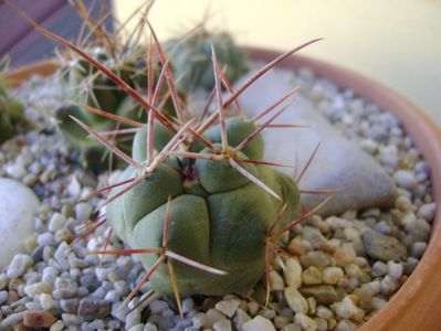 Thelocactus hexaedrophorus 3