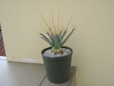 Leuchtenbergia principis; replantata
