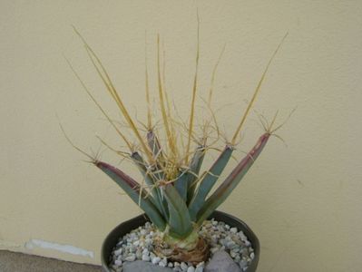 Leuchtenbergia principis; replantata
