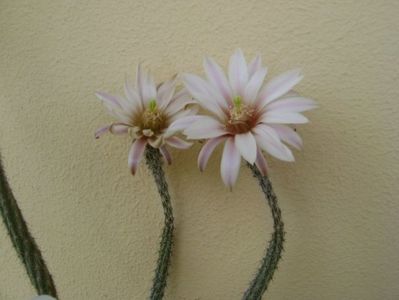 Wilcoxia leucantha albiflora