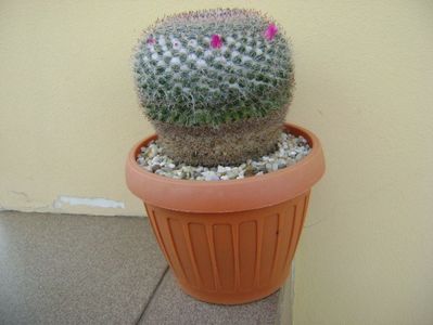 Mammillaria hahniana