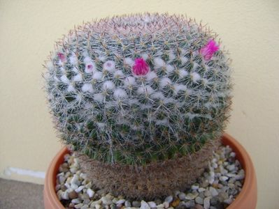 Mammillaria hahniana