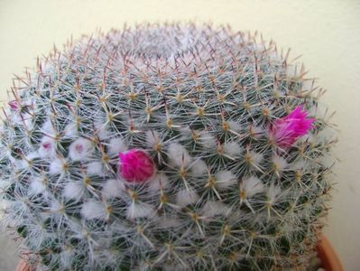 Mammillaria hahniana