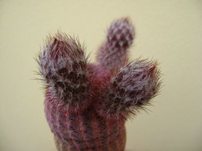 Echinocereus rigidissimus v. rubispinus