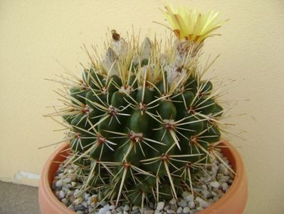 Notocactus mammulosus (Parodia mammulosa)