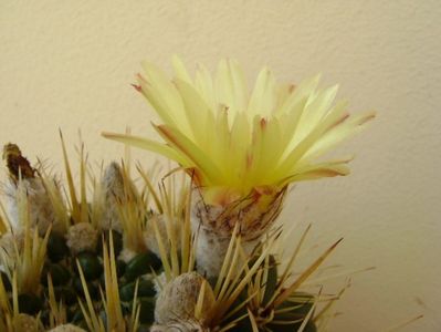 Notocactus mammulosus (Parodia mammulosa)