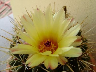 Notocactus mammulosus (Parodia mammulosa)