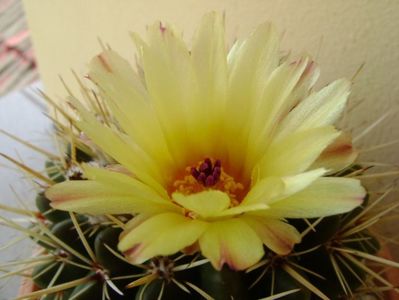 Notocactus mammulosus (Parodia mammulosa)