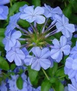 Plumbago bleu flori