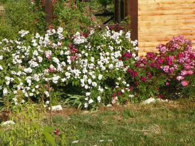 Perennial Blush, Violette, Lavender Dream