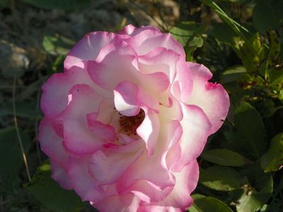 Bordure Rose