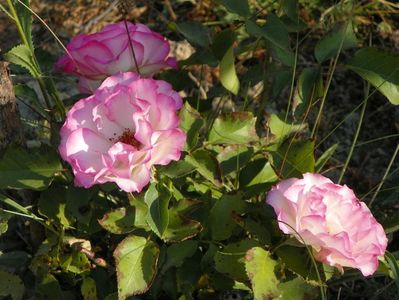 Bordure Rose