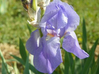 iris pallida