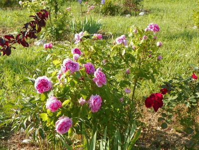 Compte de Chambord