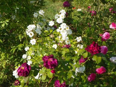 Sissinghurst Castle si Ambroise Paree