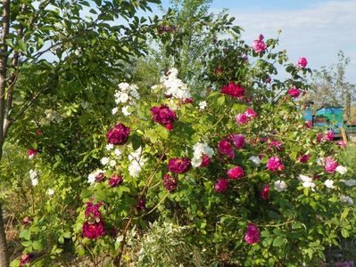 Sissinghurst Castle, Francine Austine si Ambroise Paree