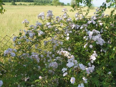 Pauls Himalayan Musk